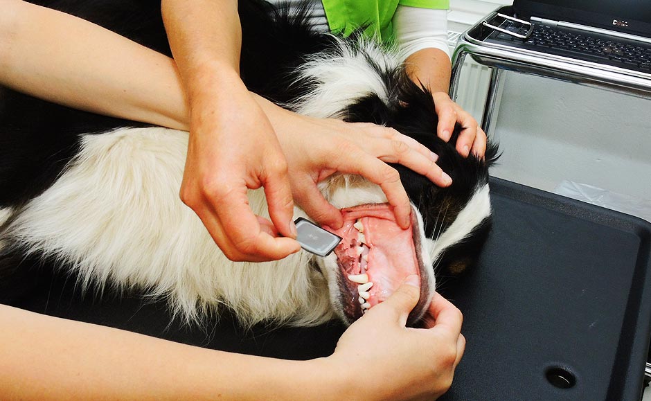 Einlegen des Röntgenfilms beim Hund Tierarztpraxis Dr. Kamlage Ihr